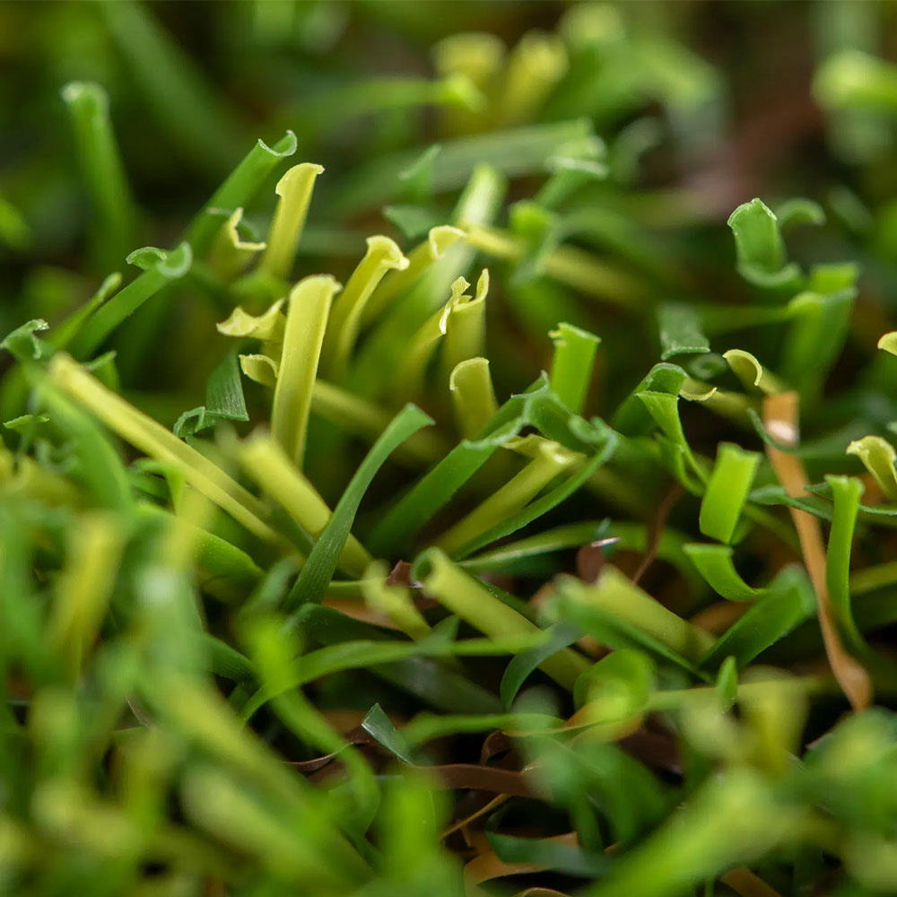 Césped Artificial Oasis 25 mm altura | Marca Realturf | Detalle Fibra