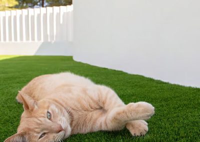 Proyectos de Césped Artificial para Mascotas P2
