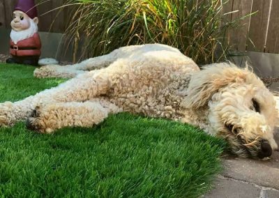 Proyectos de Césped Artificial para Mascotas P3