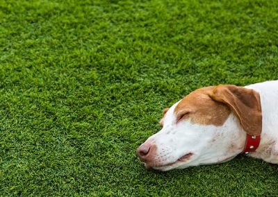 Proyectos de Césped Artificial para Mascotas P4